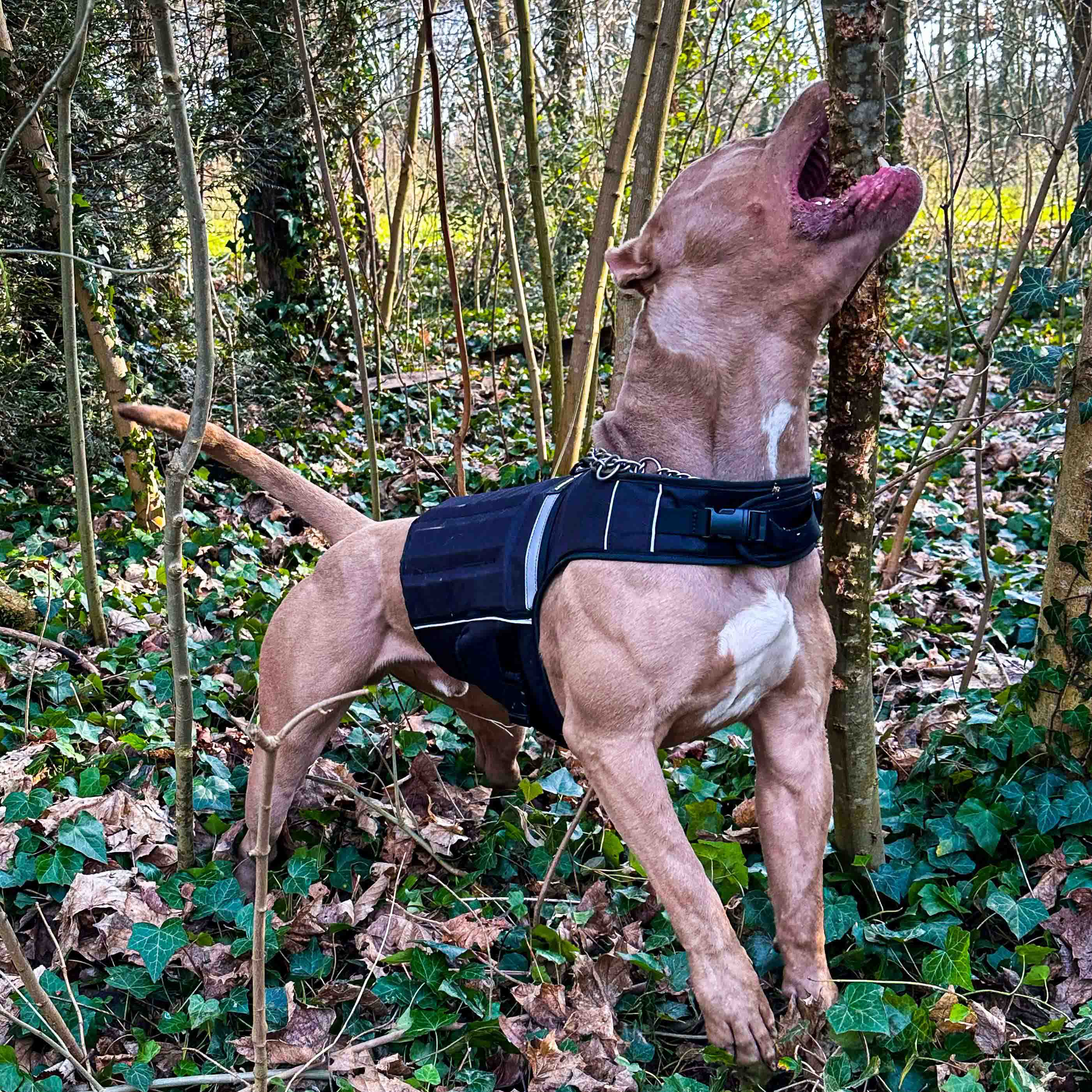 Bestia Dog Sport Weighted Harness